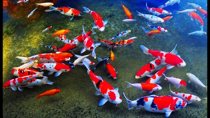 Ikan Koi Tercantik Juara Kontes All Indonesia Koi Show 18th