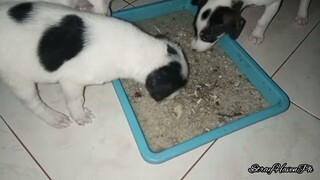 Puppy Sibling Very Energetic