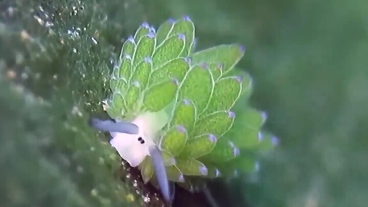 [Animals]Leaf Sheep-A sea creature which looks like sheep&Succulents