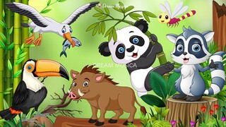 Funny Animal Sounds in 30 Minutes: Albatross, Toucan, Boar, Panda, Raccoon - Animal videos