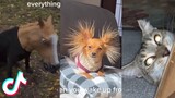 Funny Animal TikToks that Radiate Chaotic Energy  😂