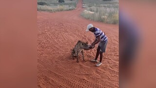 I almost thought the keeper was going to be attacked by a leopard.