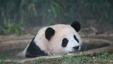 Panda Fu Bao In Bath Like Taking A Cozy Sauna