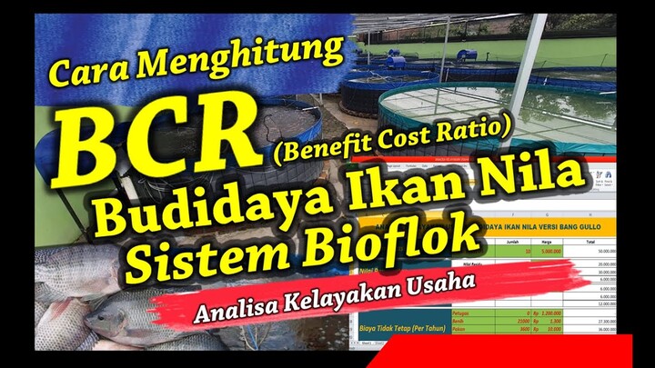 Cara Menghitung BCR (Benefit Cost Ratio) Dengan Analisa Kelayakan Usaha Budidaya Ikan Nila Bioflok