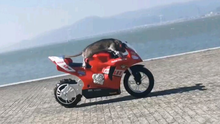 Rat Riding a Motorbike.