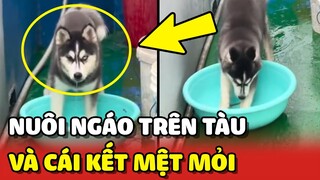 Cô gái nuôi NGÁO HUSKY TRÊN TÀU và CÁI KẾT không thể MỆT MỎI hơn 😂 | Yêu Lu