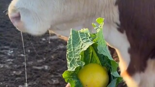 How a cow was tricked into developing a conditioned reflex