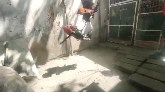 Chopsuy1