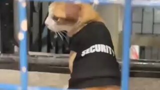 Security Cat