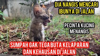 Astagfirullah Anak Kucing Buta Menangis Mencari Induknya Di Jalanan..!