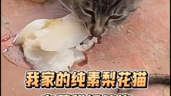 胎里素TV之纯素哈基米