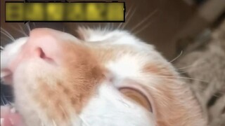 "Làm ơn, Chủ nhân! Xin đừng nhìn tôi nữa😭" NTR ngây ngất