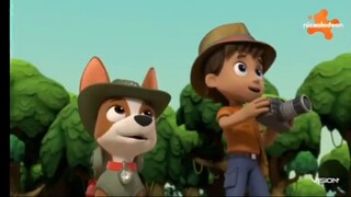 Paw Patrol Musim 8 Episode 7 dan Episode 8 Bahasa Indonesia Vision+