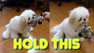 Training Cute Shih Tzu Puppy to "Hold It "