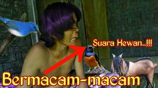 BERMACAM-MACAM ~SUARA HEWAN