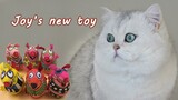 Joy's new toy | Playing cat | Scottish shorthair
