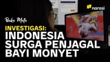 Investigasi Jaringan Jagal Bayi Monyet Internasional: Dari Indonesia Sampai Amerika | Buka Mata