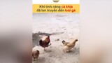 Thời đại cập nhật trend nhanh quá, đến cà khịa lũ gà cũng biết đem ra xài vnnn vnnnfunfact tiktoknews animals hài onhavanvui onhaxemtin foryou