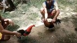 Cock training