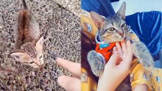 Tiny Stray Kitten Come to Ask Woman For Help   Rescue Cat