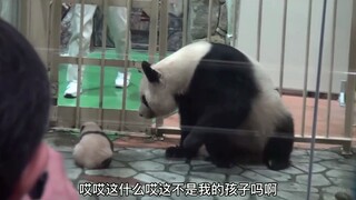 熊猫宝宝被抱去称重，妈妈急得到处找，见面时游客却笑翻了