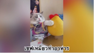 เพื่อนตัวน้อนแสนซน : เชฟเหมียวทำอาหาร