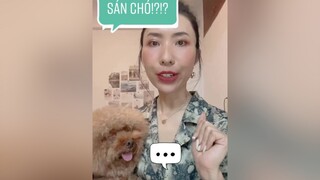 Trả lời  Làm ơn bỏ suy nghĩ ôm ấp thú cưng là bị sán chó đi plzz, năm nay năm 2021 rồi b! fyp changshugo boo pet cutedog thucung