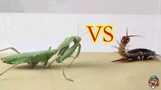 Đáng kinh ngạc! Quyền anh Mantis đúng với danh tiếng của nó!