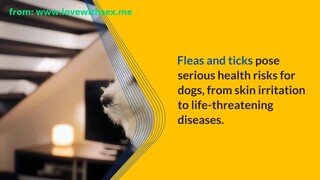 The Dangers of Fleas and Ticks for Your Dog's Health - What You Need to Know