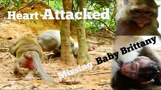 Heart Attacked Mama Monkey Beat Monkey Cry Loudly, Missing Baby Brittany When He Live, Who​ Miss Him