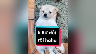 E Bư Dỗi. Haha cunyeucuadua chó chócon chókhôn chócute xuhuong fyp