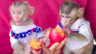 Toto & Yaya really happy eating china cherry fruit together