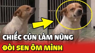 Chú chó BIẾT CƯỜI làm nũng đòi Sen ÔM khiến bao con tim XAO XUYẾN 😍 | Yêu Lu