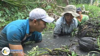 Bắt Cá Mùa Nước Mặn - Cá Lóc Đồng Nấu Mẻ | Hội Ngộ Miền Tây - Tập 333