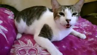 My Cat meows for love!