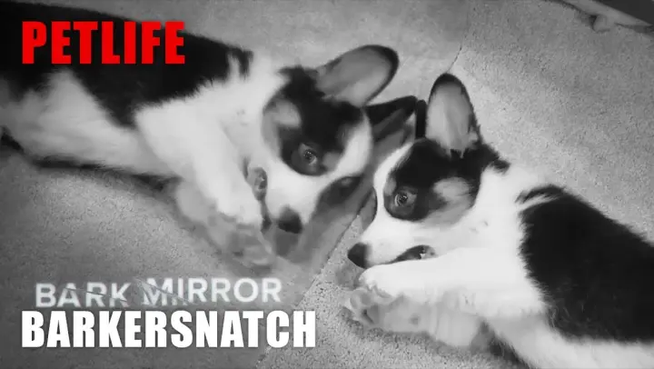 Bark Mirror: Barkersnatch | Black Mirror Puppy Parody