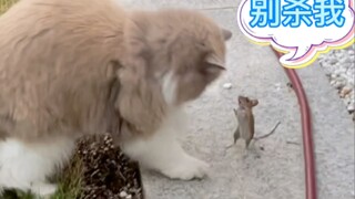 The mouse and the cat started fighting! The cat and the mouse didn't lie to me!