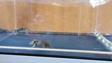 Động vật|Cua bắt chuột