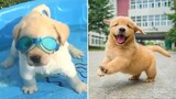 Funniest & Cutest Golden Retriever Puppies 16- Funny Puppy Videos 2020