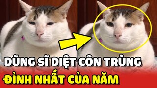 Bé mèo MẬP được mệnh danh là dũng sĩ DIỆT CÔN TRÙNG đỉnh nhất của năm 😂 | Yêu Lu