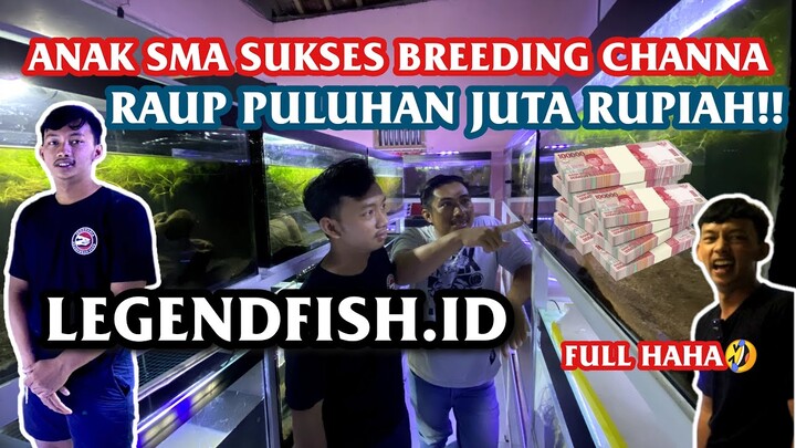 Anak SMA HASILKAN PULUHAN JUTA dari BREEDING CHANNA-LEGEND FISH