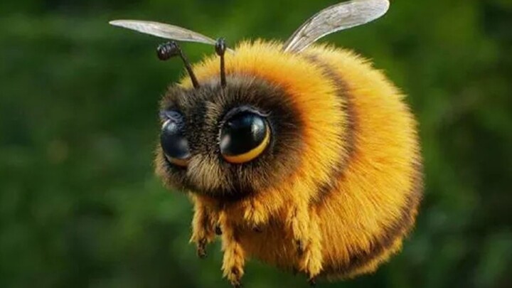 Lebah gendut dari belahan bumi utara