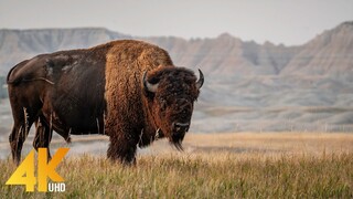 WILD YELLOWSTONE _ Ruthless Predators and Majestic Wilderness _ Nature animal documentary