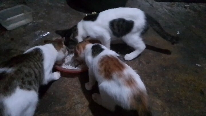 makan bareng