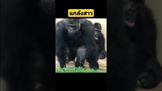 *ดูคลิปเต็มกดลิงค์ข้างบน* แกล้งสาวดูมันทำ #funny #reels #awesome #รวมคลิปตลก