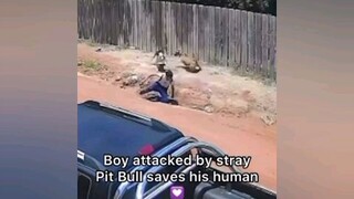 Hero dog saves human.