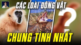 MÃI MÃI KHÔNG PHẢI LÀ 2 NĂM - ĐÂY LÀ NHỮNG LOÀI ĐỘNG VẬT CHUNG THỦY NHẤT