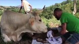 The cow introduces her child to the owner