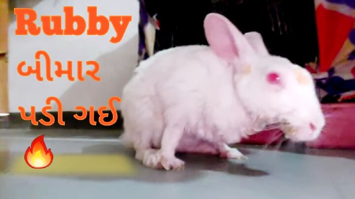 Rubby બીમાર પડી ગઈ 🔥 | रूबी (खरगोश) बीमार पड़ गई | Ruby (rabbit) fell ill | Ravindra Barot Vlogs