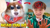 Thú Cưng Vlog | Ngáo Husky Troll Bố #27 | Chó husky thông minh vui nhộn | Funny pets smart dog